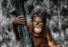 The Real Cost of Palm Oil: How a Cheap Ingredient Is Pushing Orangutans Towards Extinction